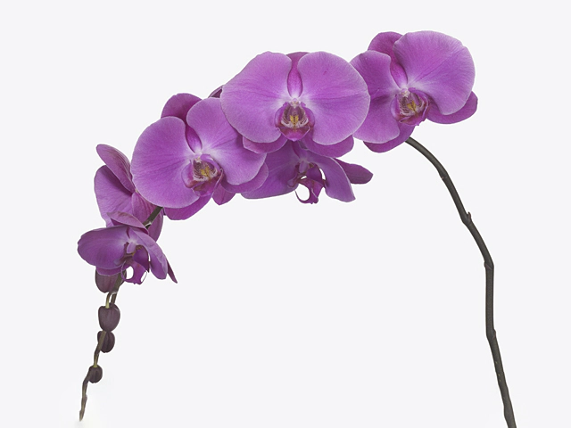 Phalaenopsis per flower 'Victorian Princess'