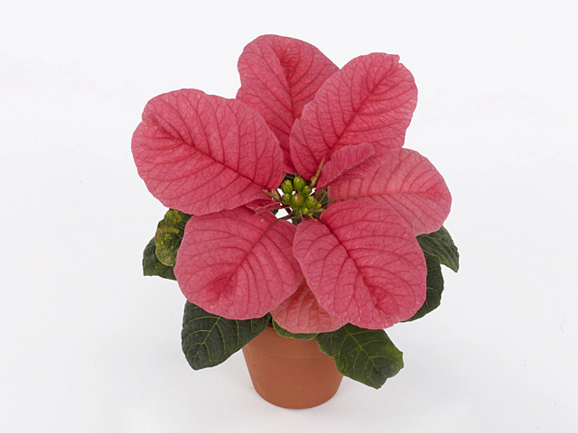 Euphorbia pulcherrima Christmas Mouse Pink