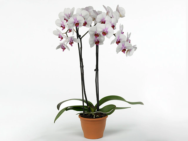 Phalaenopsis 'Castor'