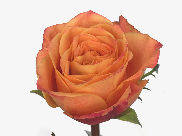 Роза крупноцветковая "Watercolor"