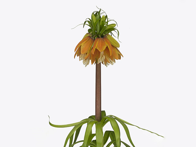 Fritillaria imperialis 'Orange Sweet'