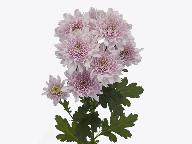 Chrysanthemum (Indicum Grp) spray Kalimba Rosy