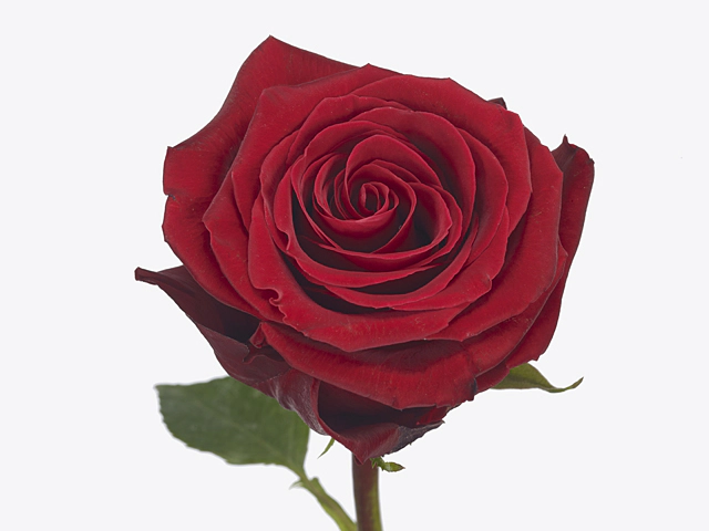Роза крупноцветковая "Fortune"
