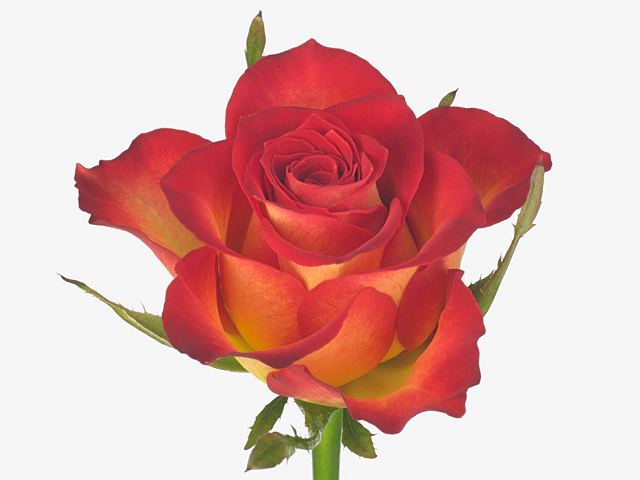 Роза крупноцветковая "Caramba"