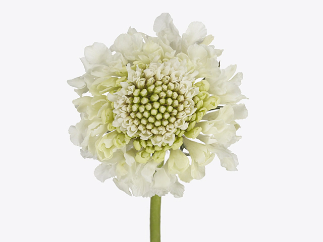 Scabiosa atropurpurea Milky Scoop