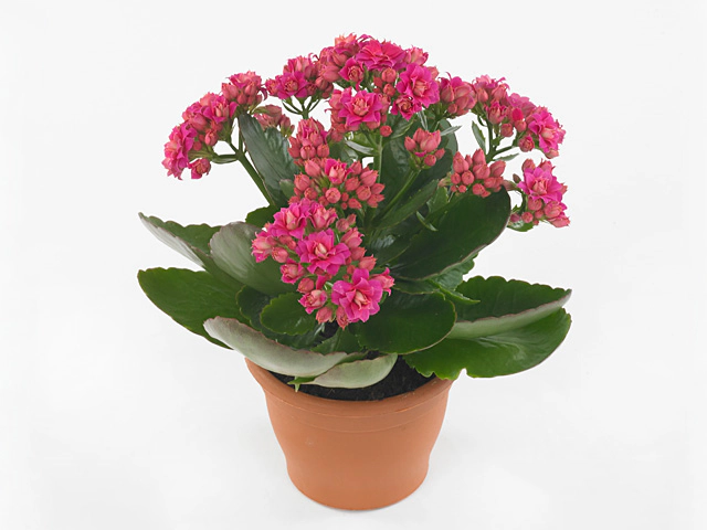 Kalanchoe double blossfeldiana Sava Pink