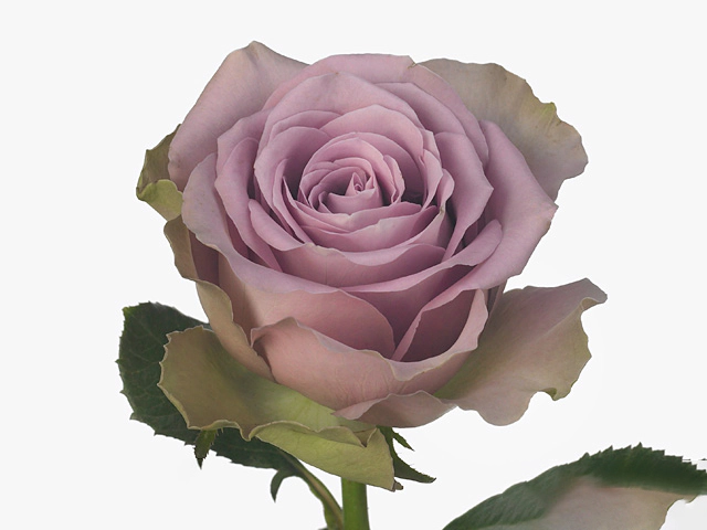 Роза крупноцветковая "Tiara"