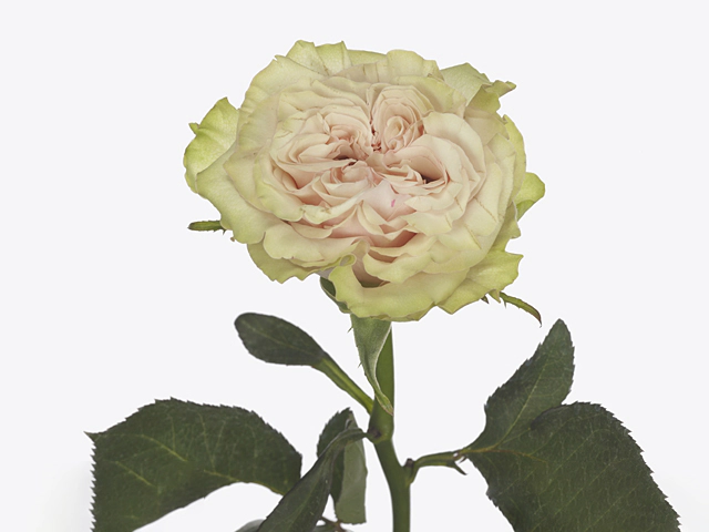 Роза крупноцветковая "Country Spirit Secret"