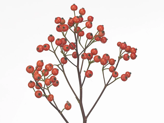 Роза "Red Fruitilia"