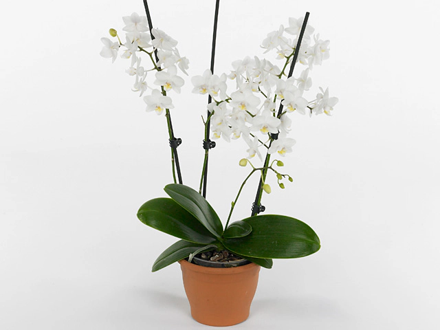 Phalaenopsis Multifloratypes Floriclone Blake