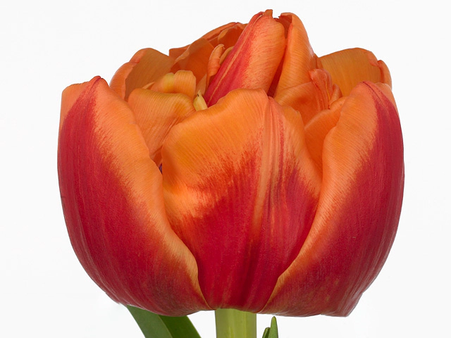 Тюльпан махровый поздний "Close Up"