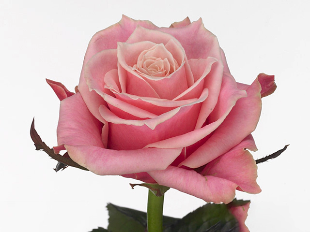 Роза крупноцветковая "Oops"