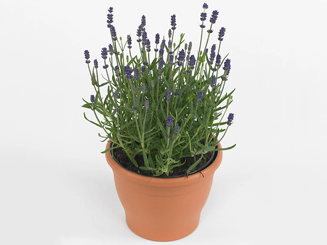 Lavandula angustifolia 'Felice'