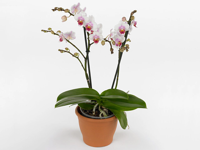 Phalaenopsis Multifloratypes Floriclone Sweetheart