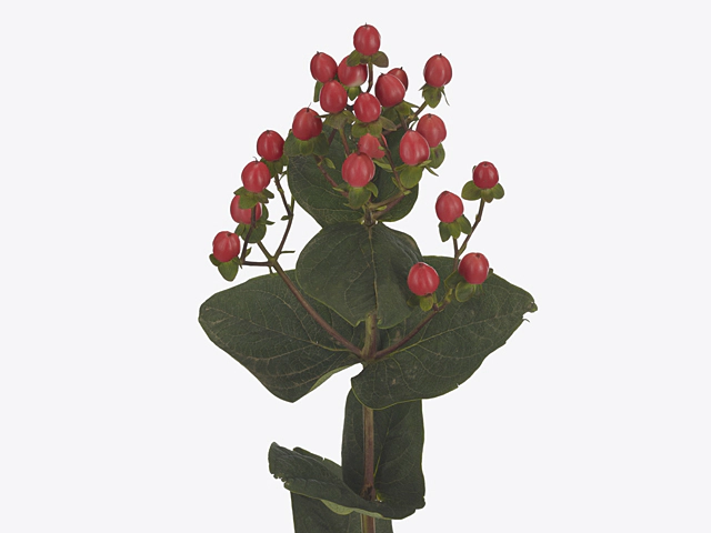 Hypericum x inodorum Globo Raspberry