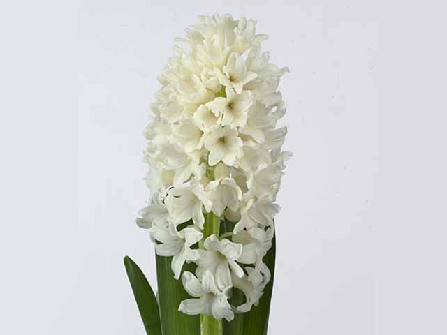 Hyacinthus orientalis 'Louvre'