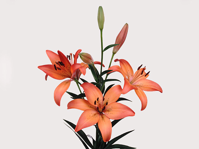 Лилия ЛА-гибрид "Royal Sunset"