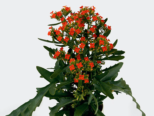 Kalanchoe single African Red