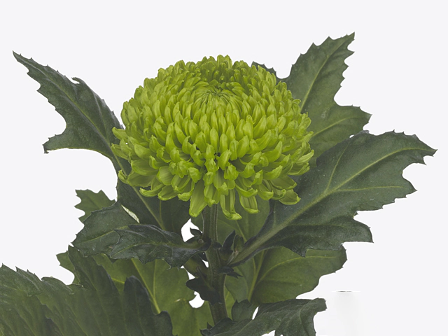 Chrysanthemum (Indicum Grp) disbudded Alemani