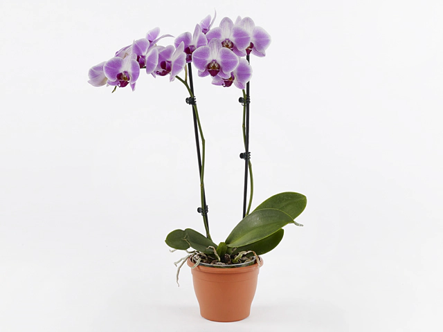 Phalaenopsis Floriclone Day Tripper