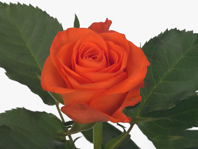 Rosa large flowered Almanza