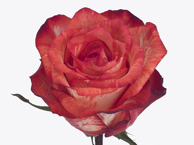 Rosa large flowered Twinkle Blush