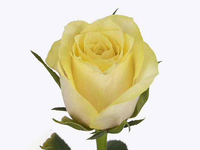 Роза крупноцветковая "Eureka"