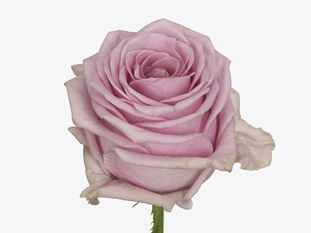 Роза крупноцветковая "Souvenir"
