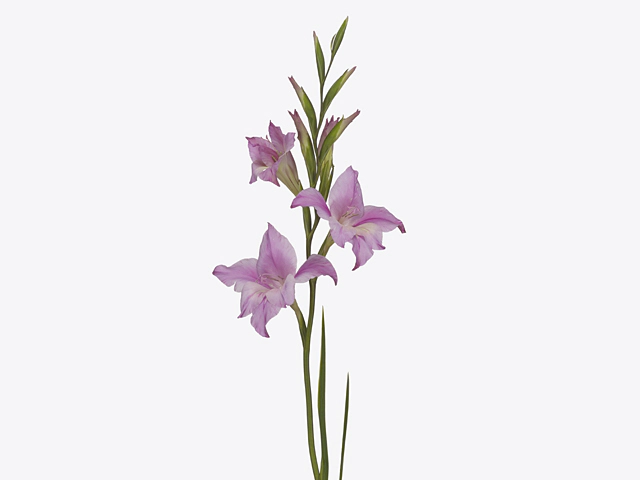 Gladiolus tubergenii 'Charming Lady'