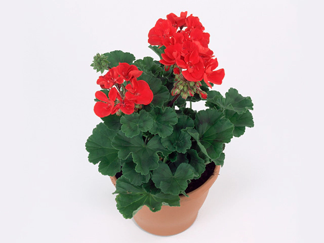 Pelargonium (Zonale Grp) Pelfi Tango Dark Red