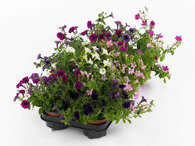 Petunia Littletunia mixed