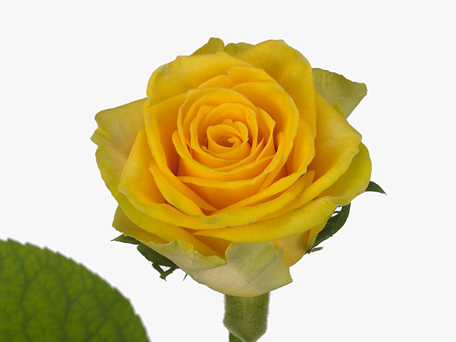 Роза крупноцветковая "Sunny Sombrero"