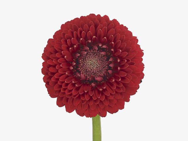 Gerbera mini globose Bolero WinWin