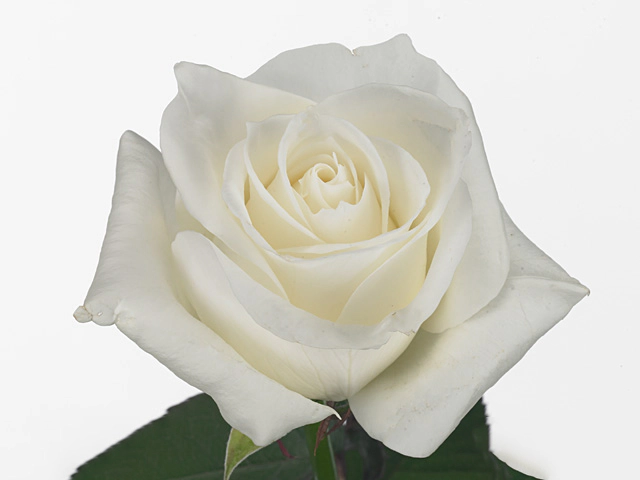 Роза крупноцветковая "Pure White"