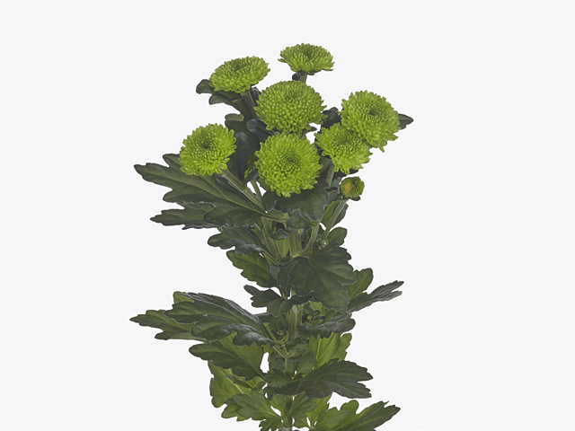 Chrysanthemum (Indicum Grp) spray Olympus Green