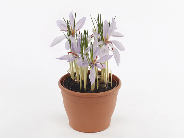 Crocus sativus