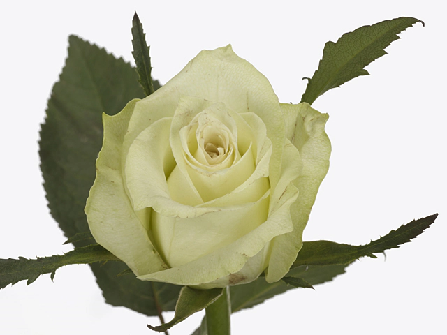 Роза крупноцветковая "Karsu@"