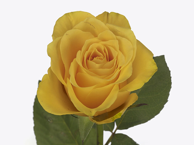 Роза крупноцветковая "Goldfinch"