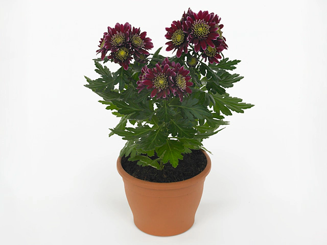 Chrysanthemum (Indicum Grp) Disco Club