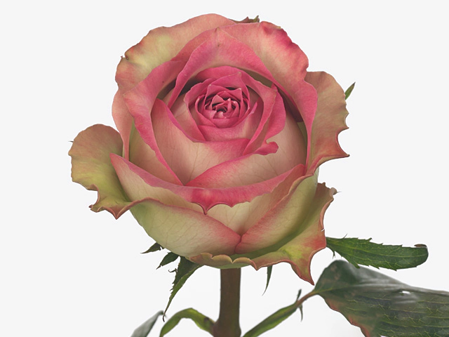 Rosa large flowered Reflection@