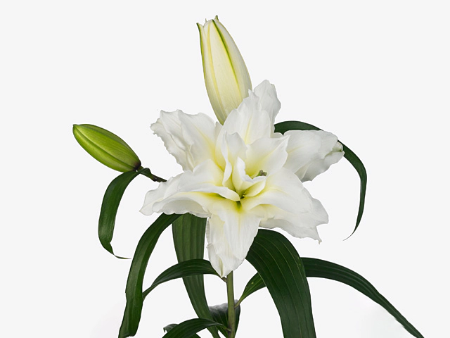 Lilium (Oriental Grp) double Roselily Carolina