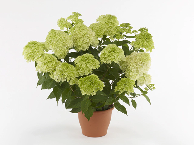 Hydrangea paniculata Pantonella