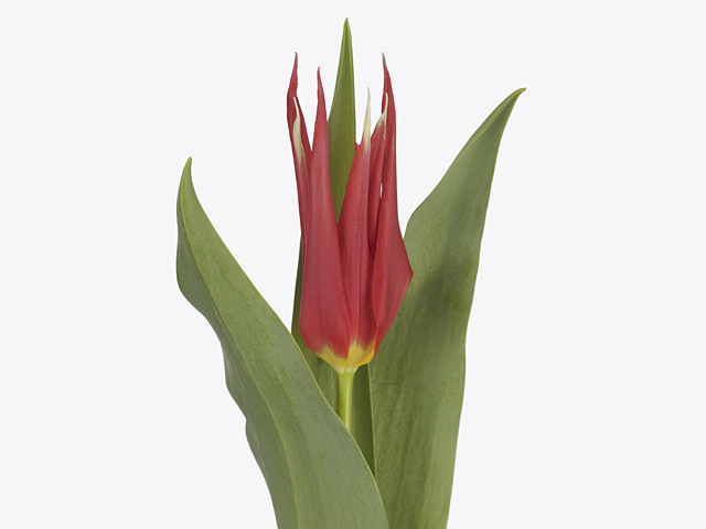 Tulipa (Lily-flowered Grp) 'Go Go Red'