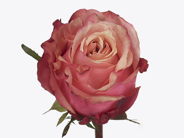 Rosa large flowered Art Rose