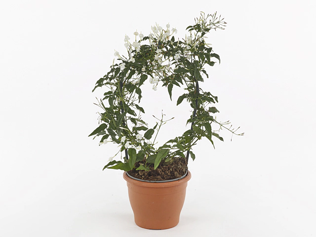 Jasminum polyanthum (white)