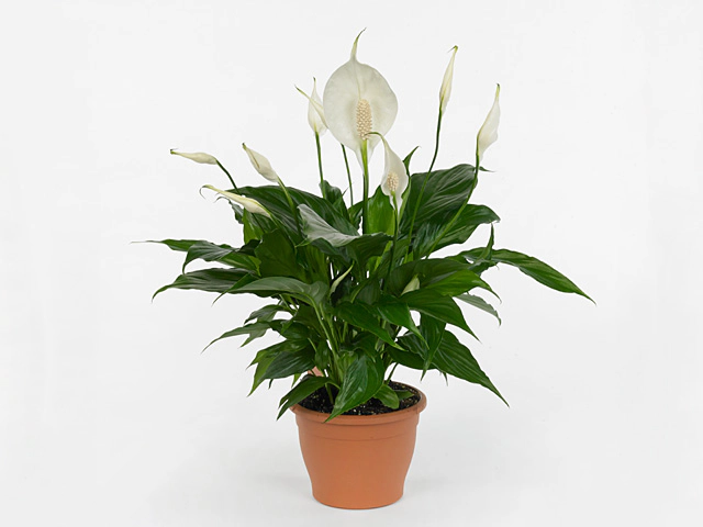 Spathiphyllum Romeo Cupido