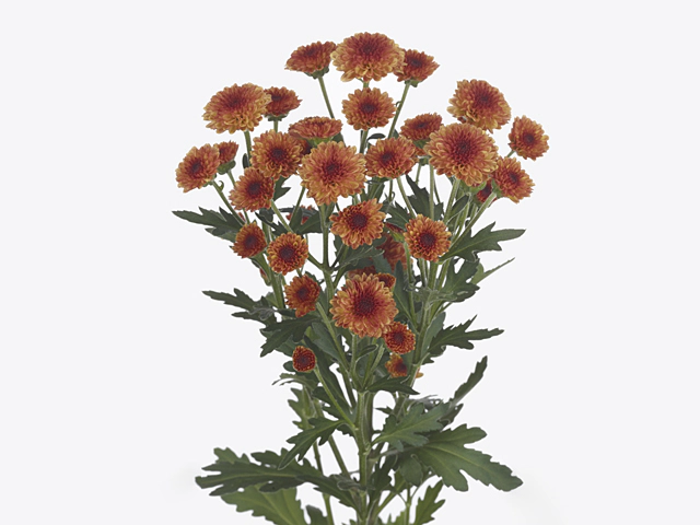 Chrysanthemum (Indicum Grp) spray santini Madiba Orange Tyolo