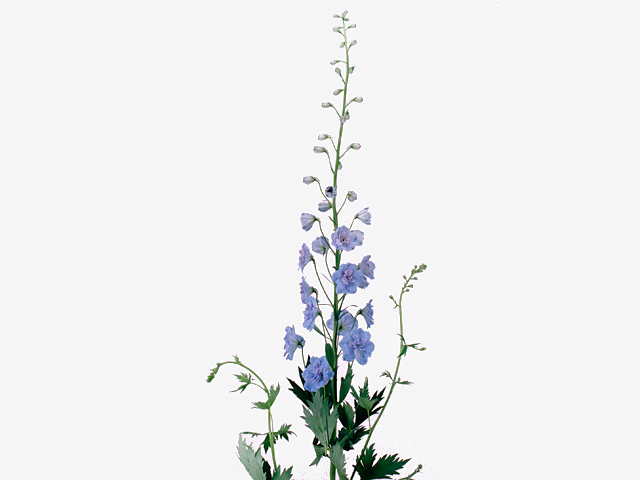Delphinium (Elatum Grp) double flowered  'Filique Arrow'