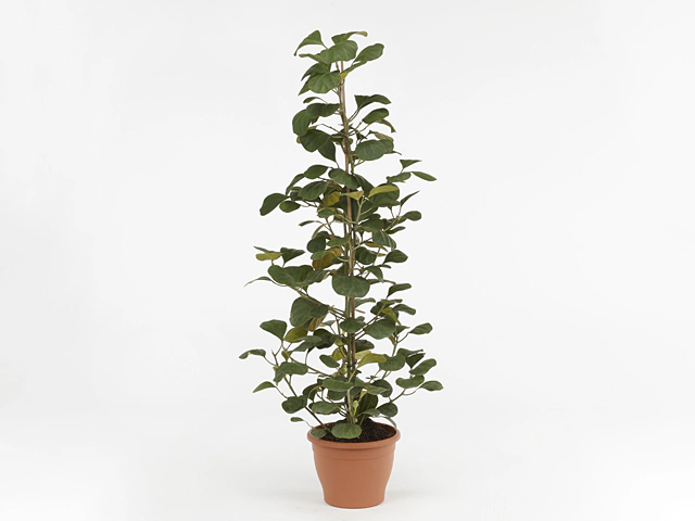 Ficus deltoidea 'Olivia'