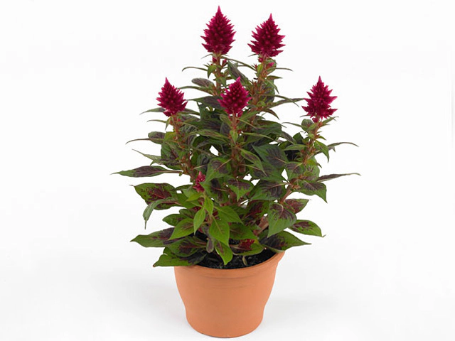 Celosia argentea (Plumosa Grp) Kelos Fire Scarlet